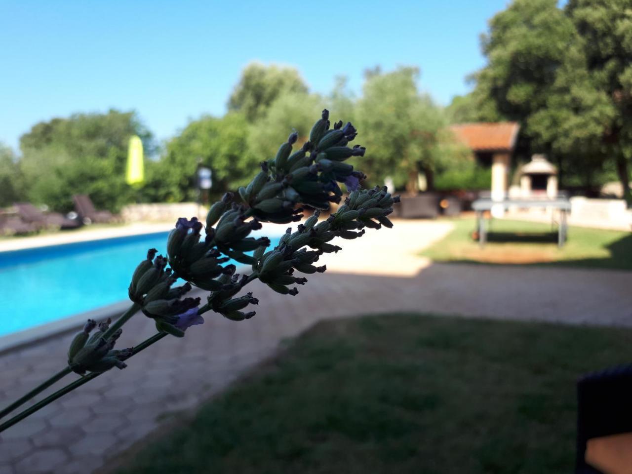 Guesthouse "Barboska" - Big Outdoor Swimming Pool & Private Tennis Court Vodnjan Eksteriør bilde